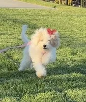 Toxi, a female Maltipoo for sale in Paramount, CA – 6 of 6