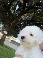 Blitz , a male Poodle - Standard  for sale in Paramount, CA – 4 of 5