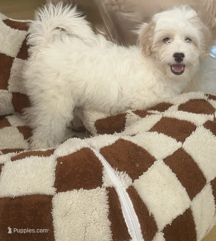 Snowby – Maltipoo puppy for sale in Paramount, CA