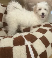 Snowby, a male Maltipoo for sale in Paramount, CA – 1 of 3