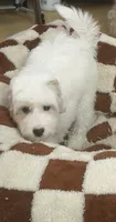 Snowby, a male Maltipoo for sale in Paramount, CA – 2 of 3