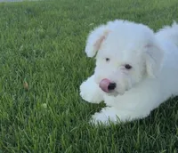 Blitz , a male Poodle - Standard  for sale in Downey, CA – 3 of 6