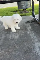 Blitz , a male Poodle - Standard  for sale in Downey, CA – 5 of 6