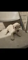 Snoopy, a male Poodle - Standard  for sale in Phoenix, AZ – 1 of 1