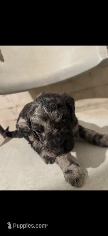 MJ – Poodle - Standard  puppy for sale in Phoenix, AZ