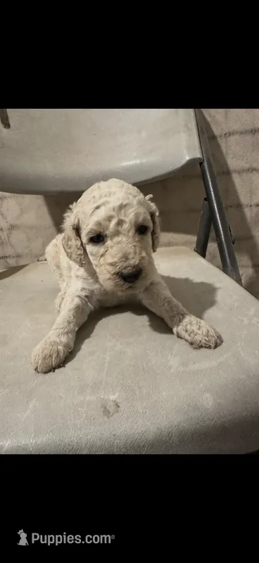 Tofu – Poodle - Standard  puppy for sale in Phoenix, AZ