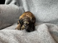 Tibbs, a male Bernedoodle for sale in Lowell, AR – Photo 2 of 3