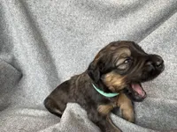 Tibbs, a male Bernedoodle for sale in Lowell, AR – Photo 3 of 3