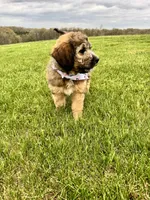 Patch, a female Bernedoodle for sale in Lowell, AR – Photo 3 of 8