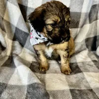 Patch, a female Bernedoodle for sale in Lowell, AR – Photo 5 of 8
