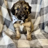 Patch, a female Bernedoodle for sale in Lowell, AR – Photo 4 of 8