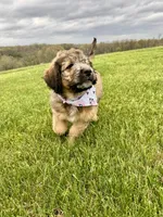 Patch, a female Bernedoodle for sale in Lowell, AR – Photo 2 of 8