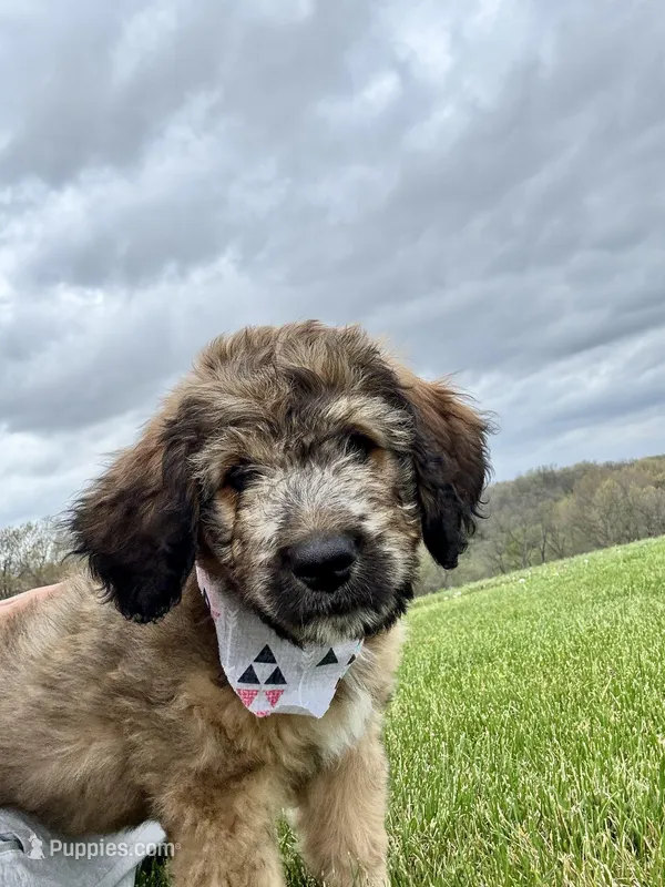 Patch – Bernedoodle puppy for sale in Lowell, AR
