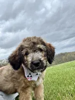 Patch, a female Bernedoodle for sale in Lowell, AR – Photo 1 of 8