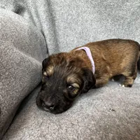 Patch, a female Bernedoodle for sale in Lowell, AR – Photo 6 of 8