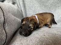 Patch, a female Bernedoodle for sale in Lowell, AR – Photo 1 of 3