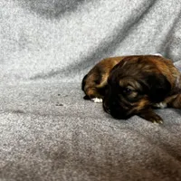 Patch, a female Bernedoodle for sale in Lowell, AR – Photo 8 of 8