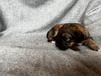 Patch, a female Bernedoodle for sale in Lowell, AR – Photo 3 of 3