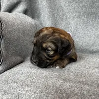 Patch, a female Bernedoodle for sale in Lowell, AR – Photo 7 of 8