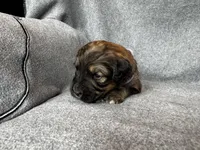Patch, a female Bernedoodle for sale in Lowell, AR – Photo 2 of 3