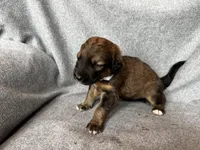 Anita, a female Bernedoodle for sale in Lowell, AR – Photo 1 of 4
