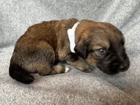 Anita, a female Bernedoodle for sale in Lowell, AR – Photo 4 of 4