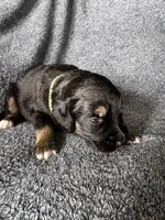 Pongo, a male Bernedoodle for sale in Lowell, AR – Photo 3 of 4