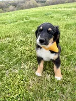 Roly, a female Bernedoodle for sale in Lowell, AR – Photo 3 of 10