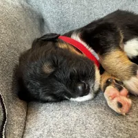 Roly, a female Bernedoodle for sale in Lowell, AR – Photo 9 of 10