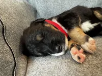 Roly, a female Bernedoodle for sale in Lowell, AR – Photo 3 of 4