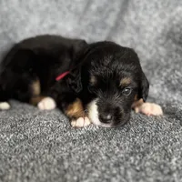 Roly, a female Bernedoodle for sale in Lowell, AR – Photo 8 of 10
