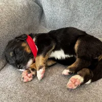 Roly, a female Bernedoodle for sale in Lowell, AR – Photo 7 of 10