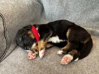Roly, a female Bernedoodle for sale in Lowell, AR – Photo 4 of 4