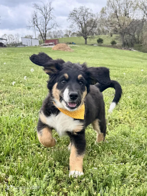Roly, a female Bernedoodle for sale in Lowell, AR – Photo 1 of 10