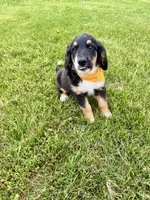 Roly, a female Bernedoodle for sale in Lowell, AR – Photo 2 of 10
