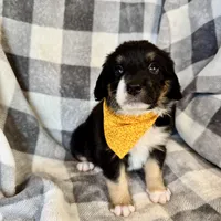 Roly, a female Bernedoodle for sale in Lowell, AR – Photo 6 of 10