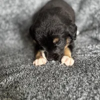 Roly, a female Bernedoodle for sale in Lowell, AR – Photo 10 of 10