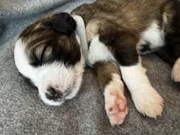 Freckles, a female Bernedoodle for sale in Lowell, AR – Photo 2 of 3