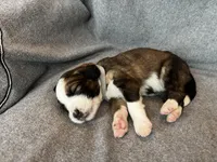 Freckles, a female Bernedoodle for sale in Lowell, AR – Photo 3 of 3