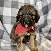 Jasper, a male Bernedoodle for sale in Lowell, AR – Photo 8 of 8