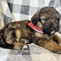 Jasper, a male Bernedoodle for sale in Lowell, AR – Photo 6 of 8