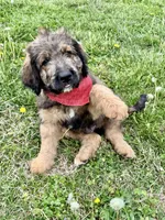 Jasper, a male Bernedoodle for sale in Lowell, AR – Photo 2 of 8