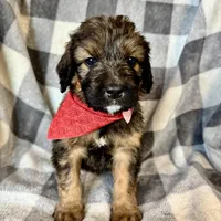 Jasper, a male Bernedoodle for sale in Lowell, AR – Photo 4 of 8
