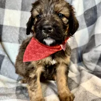 Jasper, a male Bernedoodle for sale in Lowell, AR – Photo 7 of 8