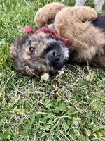 Jasper, a male Bernedoodle for sale in Lowell, AR – Photo 3 of 8