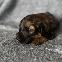 Jasper, a male Bernedoodle for sale in Lowell, AR – Photo 5 of 8