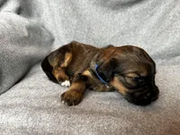 Jasper, a male Bernedoodle for sale in Lowell, AR – Photo 2 of 3
