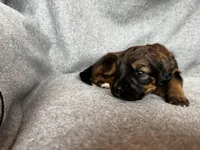 Jasper, a male Bernedoodle for sale in Lowell, AR – Photo 3 of 3