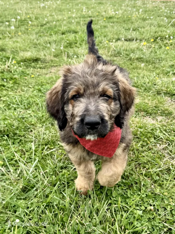 Jasper – Bernedoodle puppy for sale in Lowell, AR