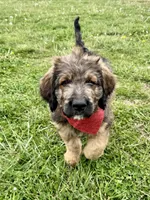 Jasper, a male Bernedoodle for sale in Lowell, AR – Photo 1 of 8